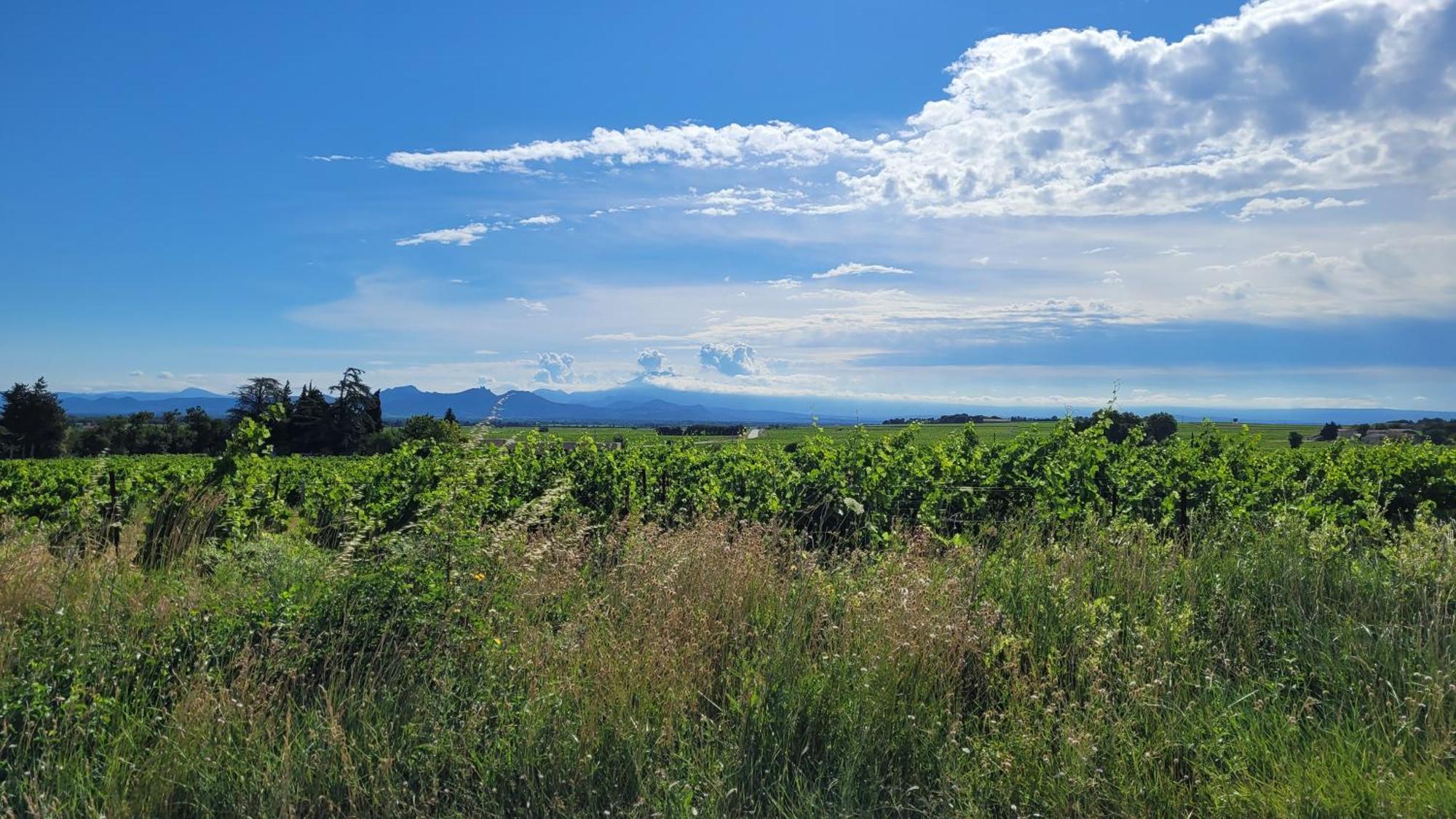 Le Willow Châteauneuf-du-Pape Esterno foto